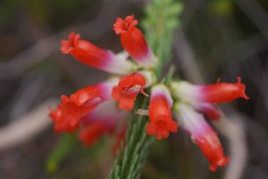 Botanical Surveys