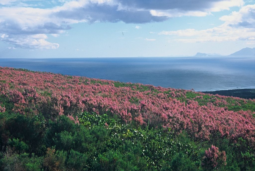 Fynbos Conservancy Plant Life