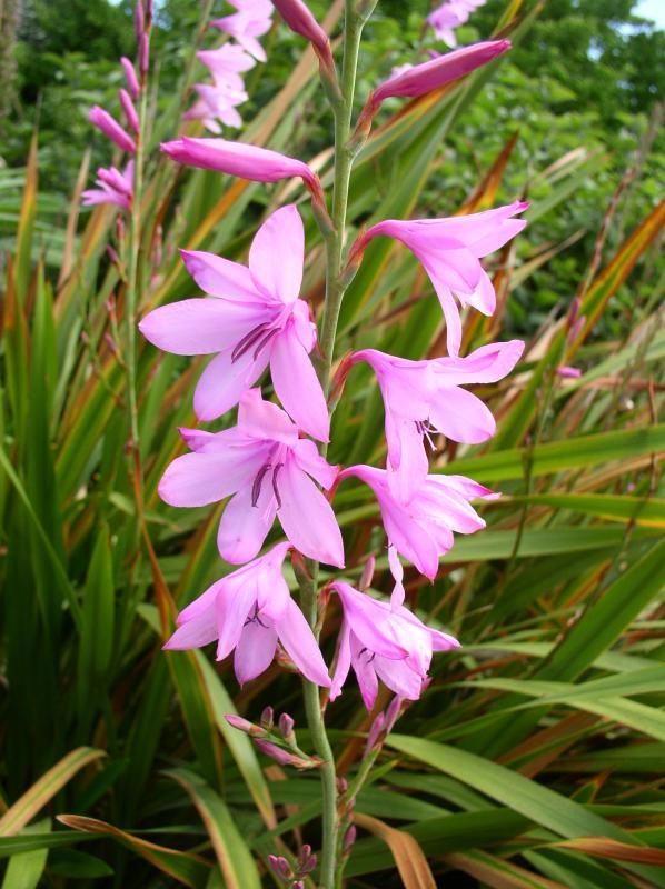 Watsonia Borbonica